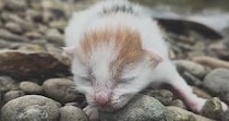 川辺で鳴いていた『生まれたばかりの赤ちゃん猫』を保護…家族と歩んだ感動の1年間と『現在の光景』に「見つけてもらえて良かった」の声