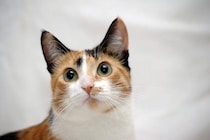 『縁起がいい』とされている猫の特徴5選　幸運を呼ぶと言われる理由や言い伝えをご紹介