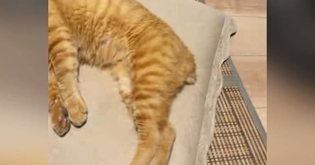暑い夏、冷房の効いた涼しい部屋で猫が…とっても幸せそうな光景に癒される人が続出「気持ちよさそうw」「めっちゃリラックスw」と13万再生