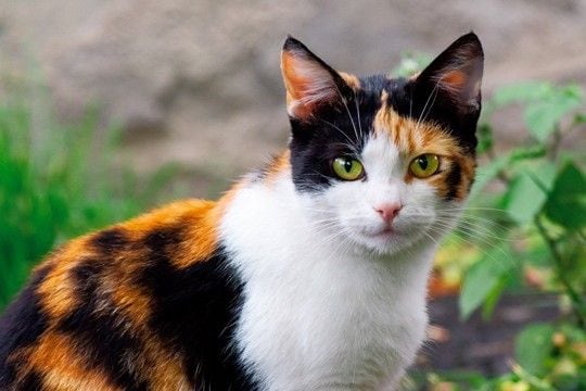 行方不明になった1年後、海峡を越え「630キロも離れた農場」で見つかった愛猫 ニュージーランド