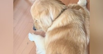 床に寝そべる大型犬→『背中』をよく見ると、乗っていたのは…尊すぎる光景が89万再生「同じ色で可愛すぎる」「犬も動けなくなるんだｗ」