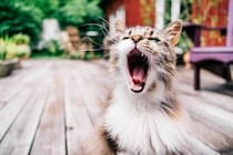 猫が「アオーン」と鳴く時の気持ち