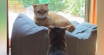 猫を連れて帰省→実家の猫とのやり取りを見ていると…他人の家とは思えない『まさかの光景』が221万再生「図々しいｗ」「フェードアウトｗ」