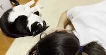 娘のことが気になる猫たち→近くにやってくると…あまりにも尊い『愛情表現』が44万再生「大好きなのが伝わる」「愛されてるねｗ」