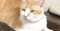 『1匹でくつろいでいる猫』かと思いきや…体の下を見ると？→まさかの『可愛すぎる光景』が45万再生「生えてるｗ」「卵温めてるみたいｗ」