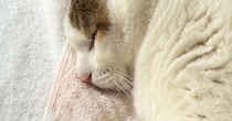 気持ちよさそうに眠る猫を見たら、ボディが…もはや猫に見えない『まさかのシルエット』が話題に「枕みたいで笑ったｗ」「はんぺんかな」