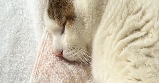 気持ちよさそうに眠る猫を見たら、ボディが…もはや猫に見えない『まさかのシルエット』が話題に「枕みたいで笑ったｗ」「はんぺんかな」