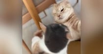 箱の取り合いでポコスカ叩き合う猫たち→『二階建てハウス』を用意した結果…微笑ましい光景に３万いいね「ポコスカ可愛すぎ」「たまらんｗ」