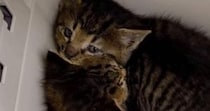 保護された２匹の『赤ちゃん猫』→いつも一緒にいて…尊すぎる『成長記録』に感動の声「ふたり一緒で本当によかった」「泣きそうになった」