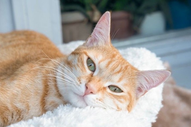 茶猫