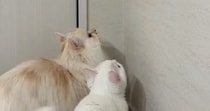 虫を狙ってジャンプするも届かない子猫→『兄猫』が登場すると…爆笑の展開が88万再生「心温まる展開かと思ったらｗ」「一緒に飛んでるｗ」