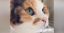 子猫のような見た目の猫→『実際の年齢』を知ると…信じられない光景が80万再生「ええええ見えない」「めっちゃ若く見える」と驚愕の声続出