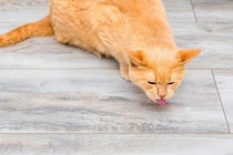 猫の命に関わる『危ない嘔吐』4選　心配ないケースとの違いや適切な対処法を解説
