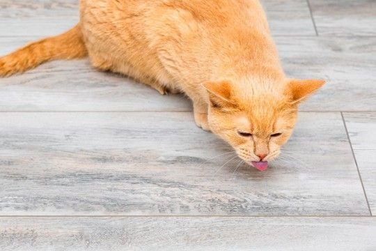 猫の命に関わる『危ない嘔吐』4選 心配ないケースとの違いや適切な対処法を解説