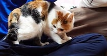 遊びに来た友人に近づいた三毛猫→膝の上に乗ると…思わず嫉妬してしまう光景が13万再生「恋なのかしらｗ」「幸せそうで良かった」