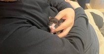 生後1か月で体重わずか102g、手のひらに収まるほど小さかった猫が…涙あふれる『現在の光景』に４万いいね「本当に奇跡」「とっても尊い」