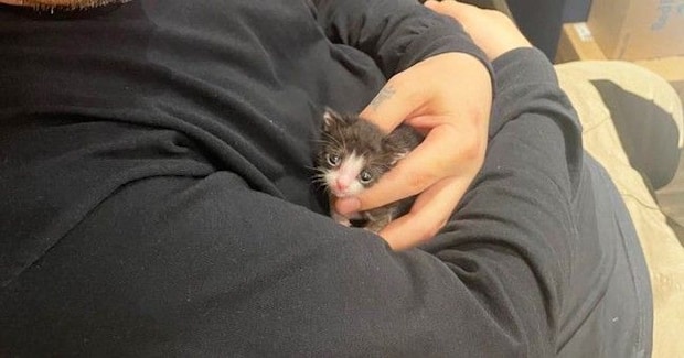 生後1か月で体重わずか102g、手のひらに収まるほど小さかった猫が…涙あふれる『現在の光景』に4万いいね「本当に奇跡」「とっても尊い」