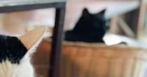悲しそうな声で鳴いていた猫→様子を見に行くと、『お気に入りのベッド』が取られていて…『まさかの表情』に２万いいね「めちゃ可愛いｗ」