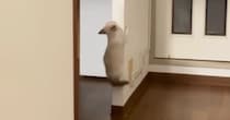 1匹の子猫が壁を登り始めると、ほかの子猫たちも続々と集まってきて…たまらなく可愛い光景が42万再生「ニヤニヤしちゃうな」「すごいｗ」