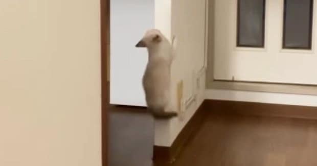 1匹の子猫が壁を登り始めると、ほかの子猫たちも続々と集まってきて…たまらなく可愛い光景が42万再生「ニヤニヤしちゃうな」「すごいw」