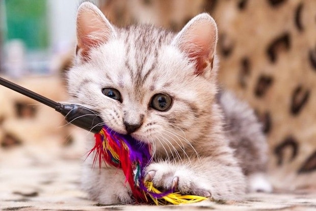 猫じゃらしをくわえる子猫