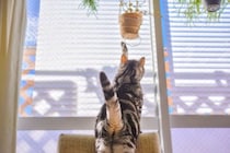 猫によくやられてしまう『お部屋荒らし』5選　散らかす理由や被害を減らすための対処法