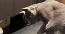 妙に静かな猫、様子を見に行くと『水入れの前』で……まさかの光景が147万再生「すっごい頭いいんだろうな」「芸術家が誕生した瞬間」
