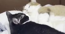 仲良くいっしょに寝ていた猫夫婦→2匹の『おてて』を見ると…とんでもなく尊い光景に「ひえぇ～～幸せ」「涙が出てくる」と悶絶する人が続出