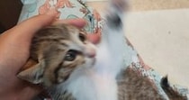 SNSに投稿しようと保護子猫を撮影→全然綺麗に撮れなくて…笑ってしまう光景に１万いいね「元気いっぱいｗｗ」「躍動感がすごい」