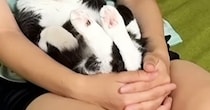 超甘えん坊な猫→飼い主が出かけようとしたら…人間の子供のような『まさかの光景』が13万再生「でかい赤ちゃん」「お顔見上げるのたまらん」