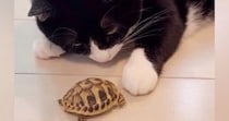 猫が新しく家族に加わった『亀』と初めて対面した結果…心温まる反応と尊すぎる『半年後の光景』が53万再生「優しい世界」「涙が出た」