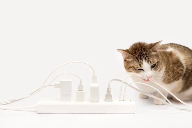 電気コードを噛もうとする猫