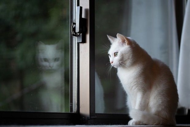 寂し気に窓の外を見つめる猫