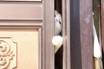 猫が『留守番』しているのに外出中のトラブルで帰れない！愛猫の安全を守るために予め準備すべき対策5選