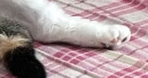 部屋に入った瞬間『くつろぐ猫』を見て大爆笑…まさかの『おっさんすぎる光景』に１万いいね「背中にチャックありそう」「社長感」