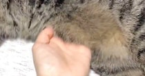 くつろぐ猫→飼い主がお腹のあたりを優しく触ると…ずっと見ていたくなる光景に４万いいね「幸せが詰まってる」「私もやりたい」