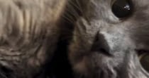 『冷蔵庫の上にいる猫』を撮ろうとカメラを向けたら…次の瞬間→予想外の『アイドルのような行動』に１万いいね「ファンサ頂いたｗ」「きゃあ」