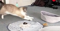 『ミラクルがすぎる』夢中になっておもちゃで遊んでいた猫→近くにあるベッドに入ると…次の瞬間『まさかの展開』が110万表示「可愛いｗ」