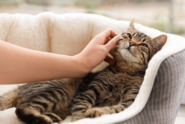 撫でられている猫