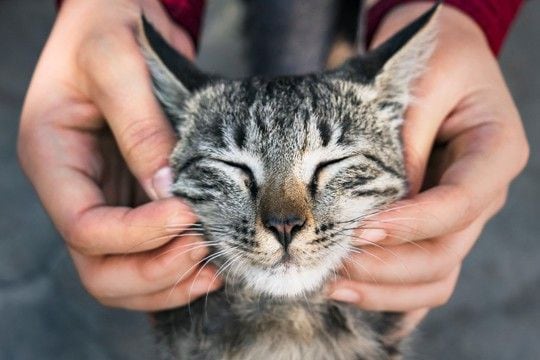 『幸せに満ちあふれた猫』だけに見られるサイン4選　快適に暮らせている証？満足感を保つ秘訣も