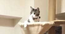 キャットタワーのハンモックでくつろいでいた猫→女の子に誘われると…想像以上に仲良しなふたりの『可愛すぎるやり取り』が16万再生