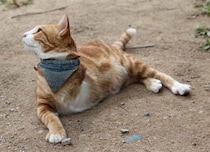3本足の野良猫が保護され、やがて手にした「家族」と「友達」　米国