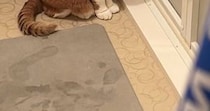 お風呂から出た飼い主→浴室の方を見たら、猫が…思わず声をかけたくなる『健気な光景』に８万いいね「忠犬ならぬ忠猫」「中に誰かいる？」