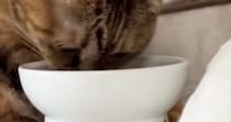 外で暮らしていた猫を家族に迎えて３年→食事中の様子を見ると……思わず笑ってしまう『体勢』に「クセが強いｗ」「怠惰になっていくね」の声