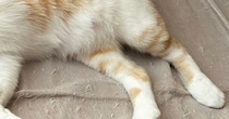 雨の日に保護された子猫→愛情を注がれて育った結果…幸せあふれる『現在の様子』に１万いいね「完全に野生を忘れてるｗ」「かわいいｗ」