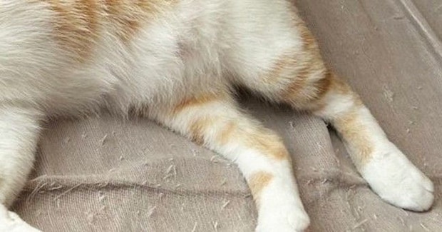 雨の日に保護された子猫→愛情を注がれて育った結果…幸せあふれる『現在の様子』に1万いいね「完全に野生を忘れてるw」「かわいいw」