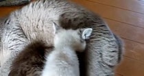 『授乳しているママ猫』と思いきや……『まさかの状況』に胸が熱くなると３万いいね「なんか涙でちゃう」「なんて優しいの」と話題に