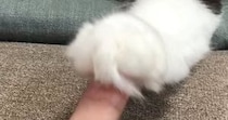 人差し指で『猫のおてて』を触っていると→表情が変化して…微笑ましい光景に癒される人が続出「何回も見てしまった」「安心したのかな」