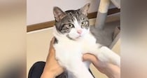 ソファでまったりしていた猫→抱っこして『体を伸ばしてあげる』と…微笑ましい光景が35万再生「パァが可愛すぎるｗ」「え～不思議」