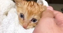 豪雨の日に保護された『小さな子猫』…立派に成長した『６年後の光景』に感動の声「素敵なお兄ちゃんになったね」「生きててくれてよかった」